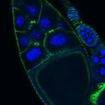 Эмбриональная камера дрозофилы (актиновые филаменты – фаллоидин-FITC, ядра – DAPI) – люминесцентная микроскопия +APOTOME