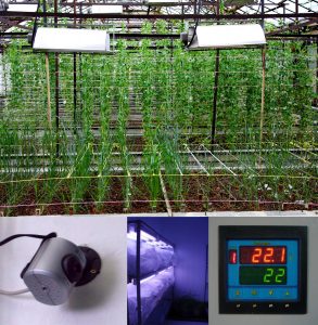 Genetic experiment - growing experimental plant in the greenhouse